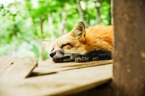 red fox resting on the boards