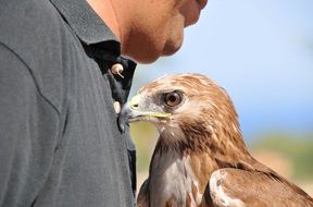 bird of prey in the hands of men