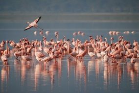 Africa Flamingos