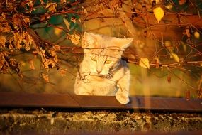 climbing red cat outdoor