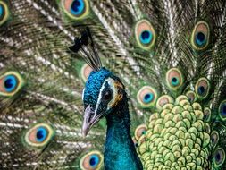 peacock male with a beautiful tail