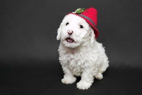 white Maltneser with a red hat