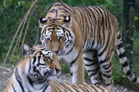 Tiger family
