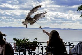 girl is feeding the Seagull