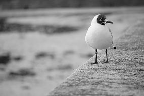 black white photo white sea gull