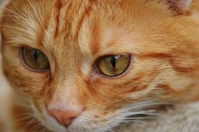 closeup of a red tiger cat