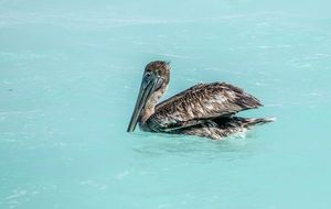 Beach Bird Cancun Mexico