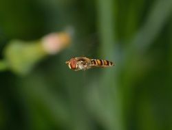 episyrphus balteatus in flight