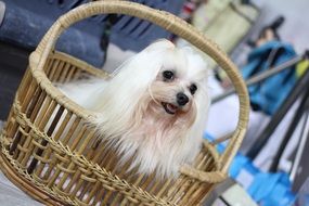 dog in a wicker basket at a dog show