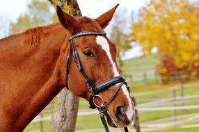 graceful horse in early autumn