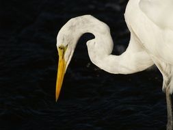 white heron on a black background