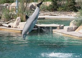 dolphin show at the zoo