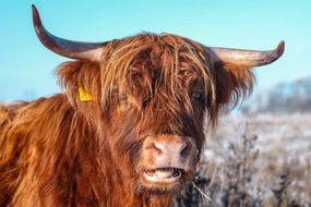 portrait of red furry cattle