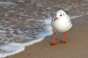 seagull walking on the Baltic Sea beach