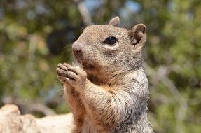 portrait of a grey squirrel