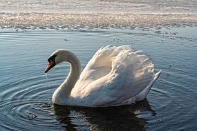 photo of the Swan in a lake on a sunny day