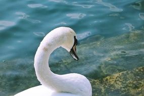 White swan rests at water