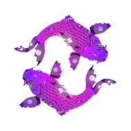two purple carps