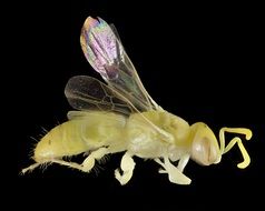 Minute Bee insect in Australia
