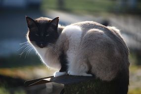 relaxing siamese cat