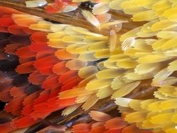 yellow butterfly wing close up