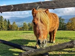 horse behind the fence