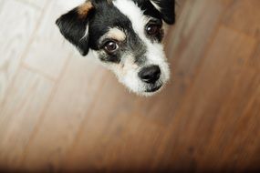 cute face of a domestic dog