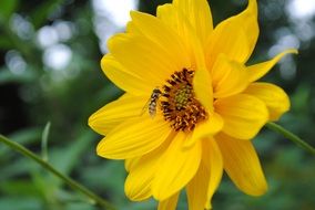 insect collects nectar on a bright yellow flower