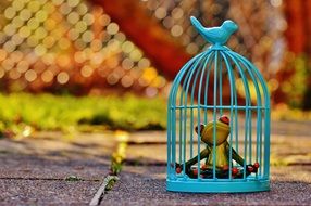 green frog in a blue cage