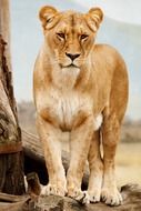 serious wild predatory african lioness