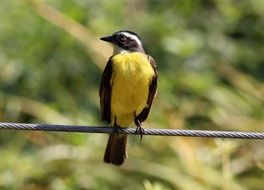 perched bird with yellow breast