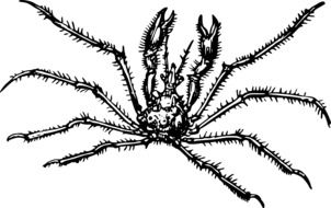 black and white illustration of Arthropod Crab