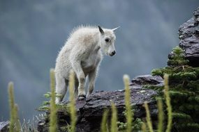 mountain goat on an alpine cliff