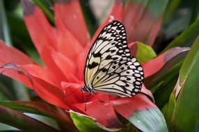 black-white butterfly on a colorful flower close-up