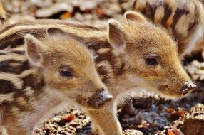 funny wild piglets in the wildpark poing close-up on blurred background