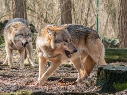 Wolfs in forest