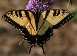 eastern tiger swallowtail on a flower