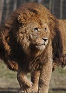 lions in safari