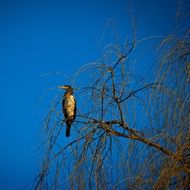 Cormorant Bird