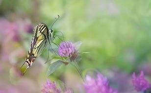 filigree butterfly in the clover