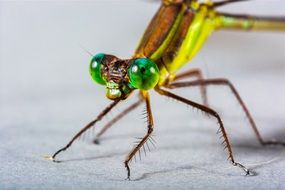 closeup picture of colorful nice Dragonfly