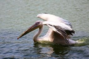 Pelican Swimming In Lake