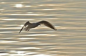 Seagull in flight above glossy water