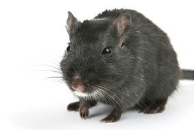 portrait of black domestic mouse