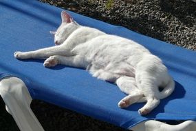 white lazy domestic cat sleeping in the sun