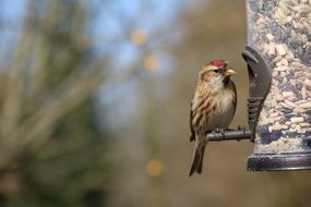 lesser redpoll in the birdhouse