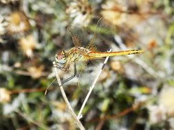 dragonfly with transparent wings on a dry stem of a plant