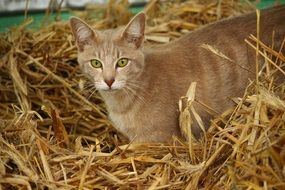 domestic mackerel cat in straw