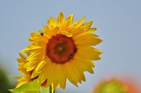 sunflower on a background of blue sky and other sunflowers