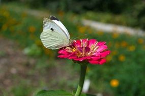 white butterfly on a pink flower